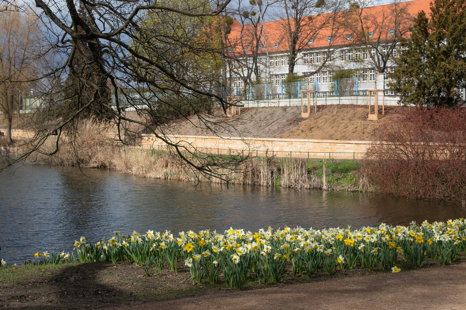 Osterglocken am Ufer