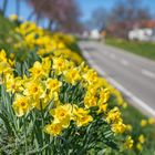 Osterglocken am Wegesrand