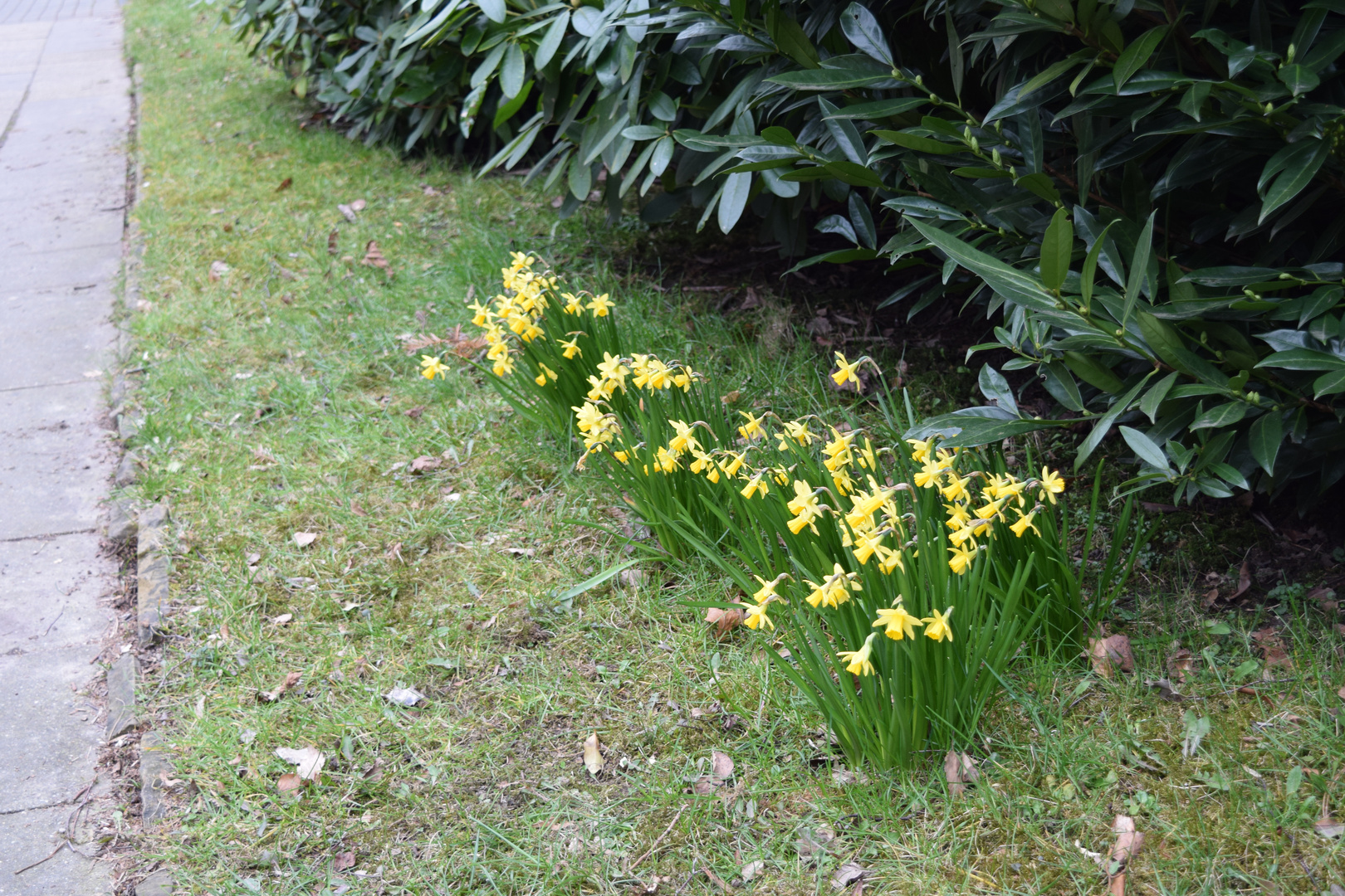 Osterglocken am Wegesrand