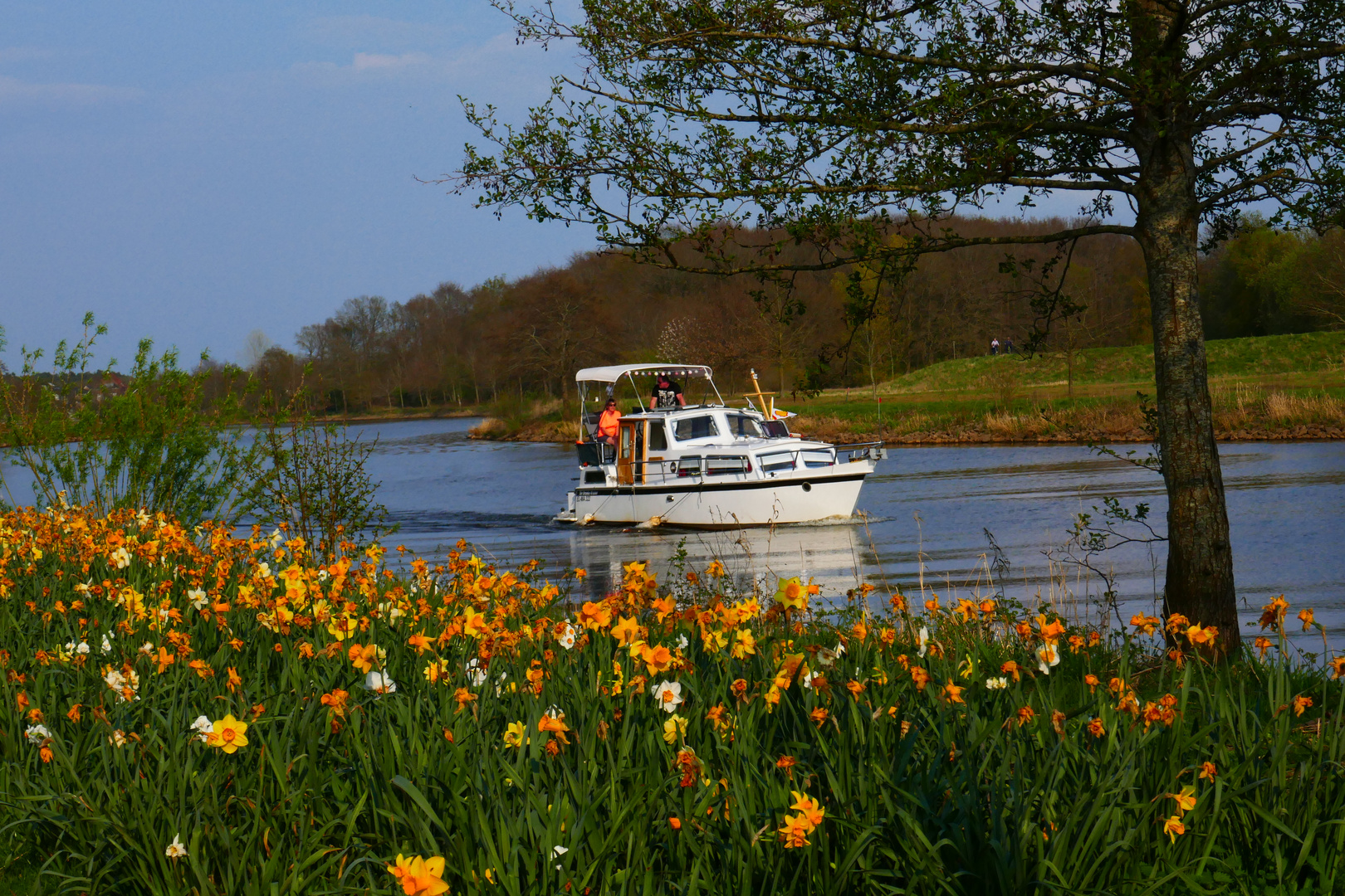 Osterglocken an der Ems bei Haren