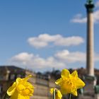 Osterglocken auf dem Stuttgarter Schlossplatz