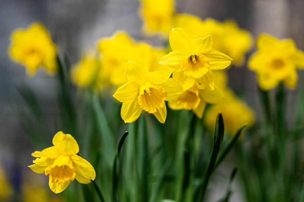 Osterglocken Foto & Bild | jahreszeiten, frühling, gratulation und