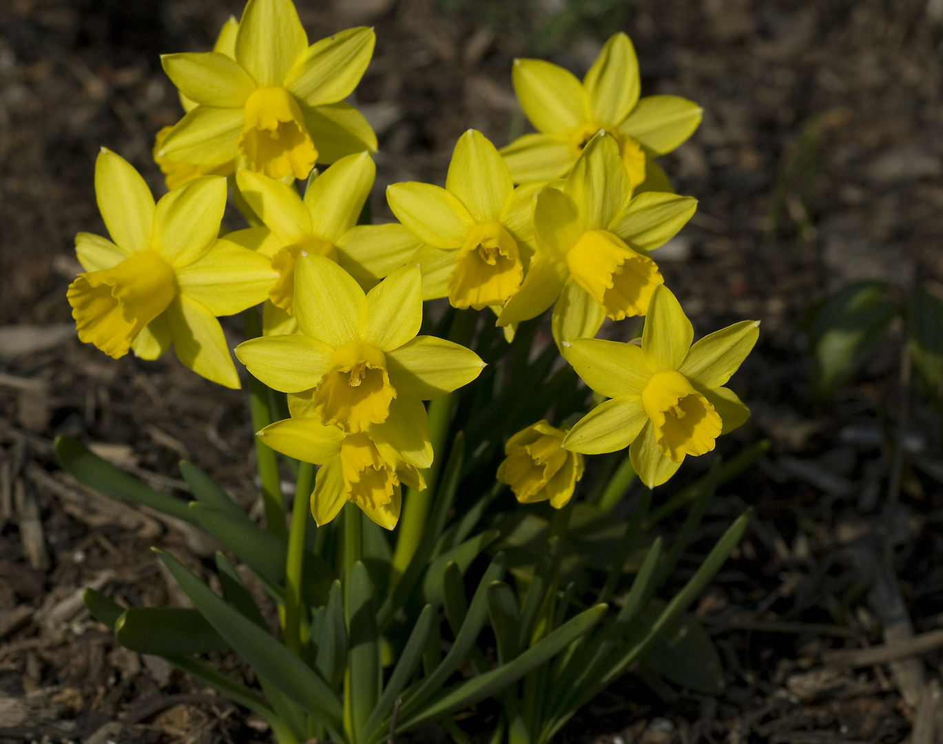 Osterglocken... Foto & Bild | jahreszeiten, frühling, natur Bilder auf