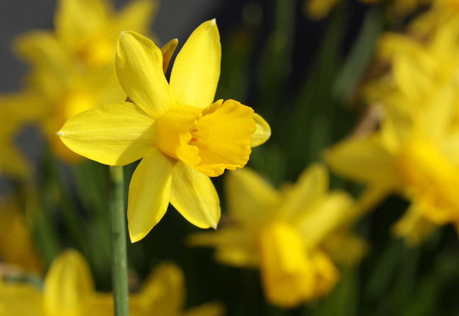 Osterglocken Foto & Bild | frühling, natur, frühblüher Bilder auf
