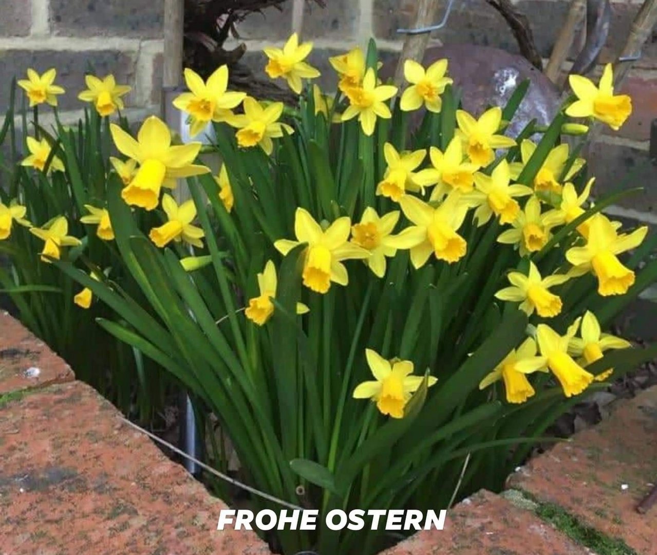 Osterglocken Foto & Bild | april 2o22, natur Bilder auf fotocommunity