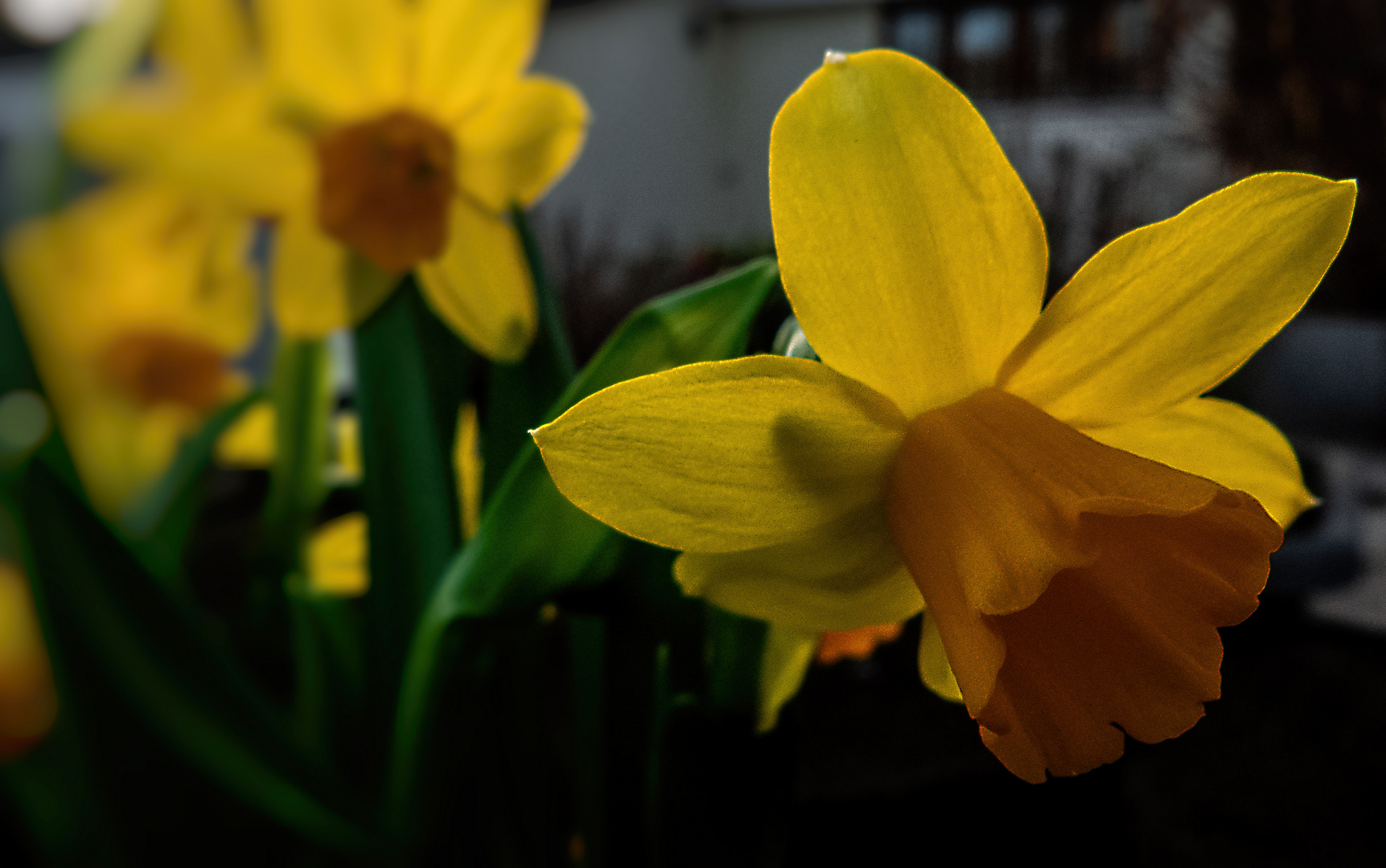 Osterglocken Frühlingsboten