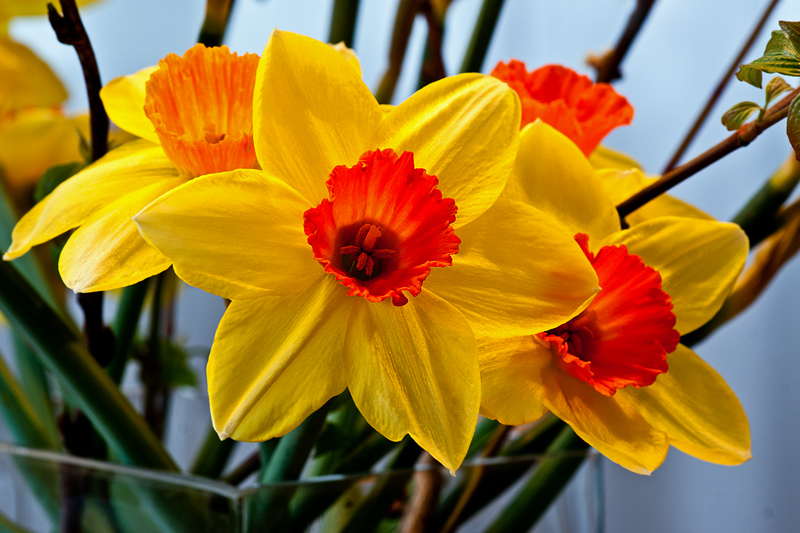 Osterglocken I Foto & Bild | kunstfotografie & kultur, bräuche, ostern