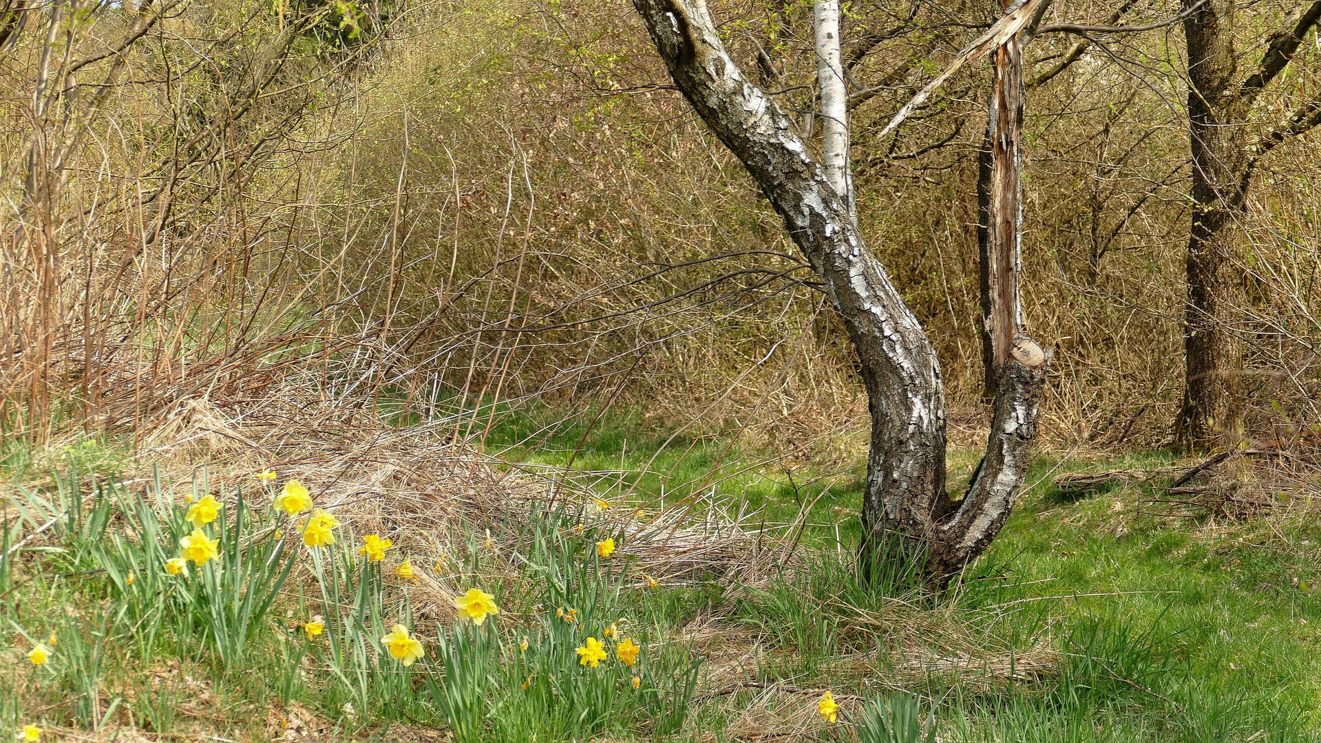 °°°° Osterglocken im Auenwald °°°°