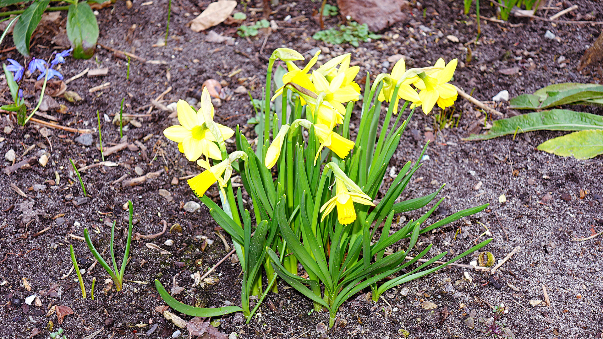 Osterglocken im Garten