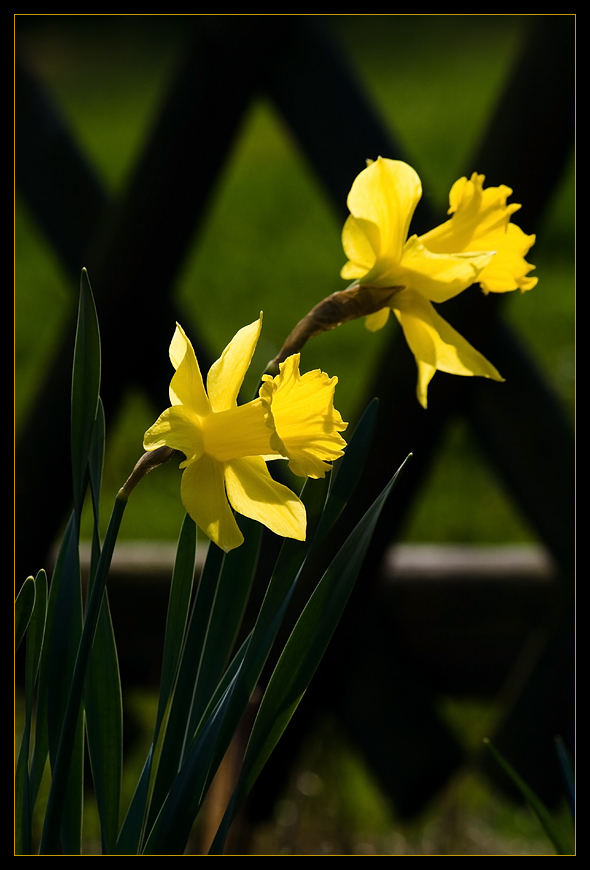 Osterglocken im Garten