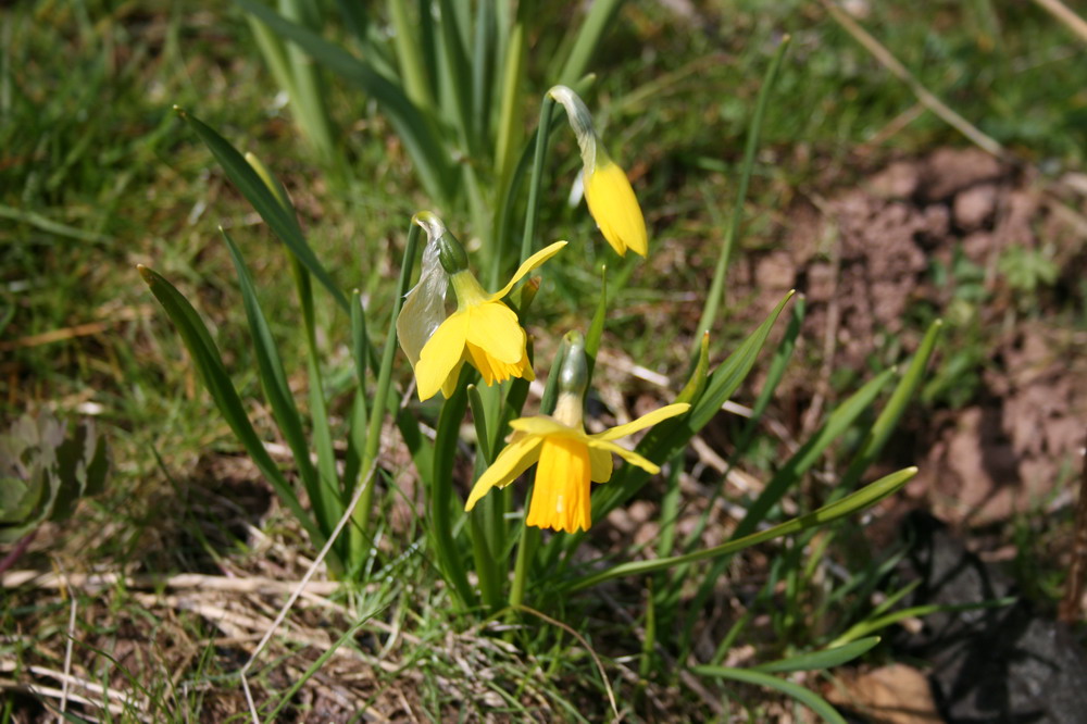 Osterglocken im Garten