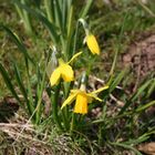 Osterglocken im Garten