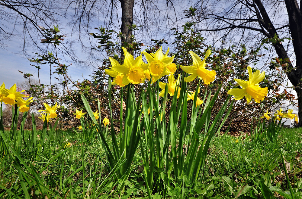 Osterglocken im Park........ Foto & Bild | jahreszeiten, frühling