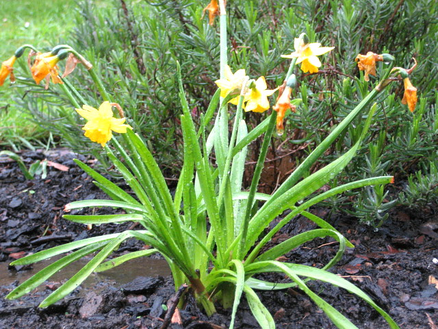 Osterglocken im Regen