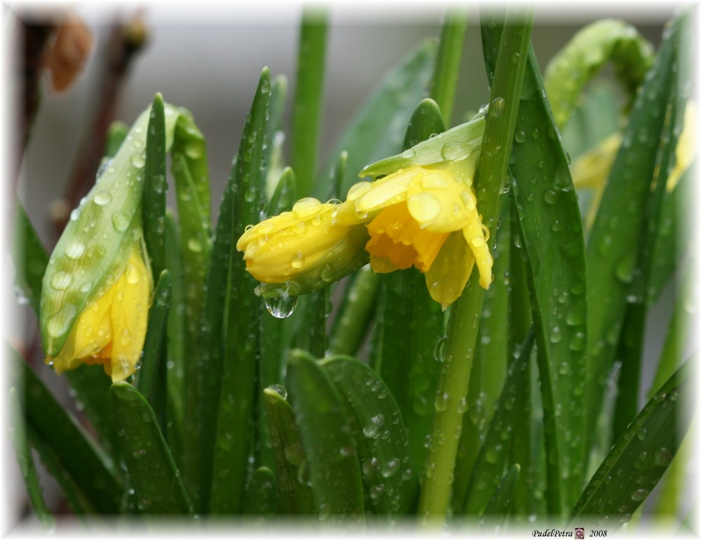 Osterglocken im Regen