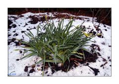 Osterglocken im Schnee