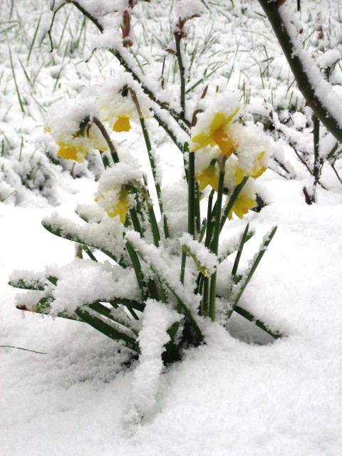 Osterglocken im Schnee