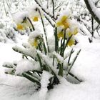 Osterglocken im Schnee