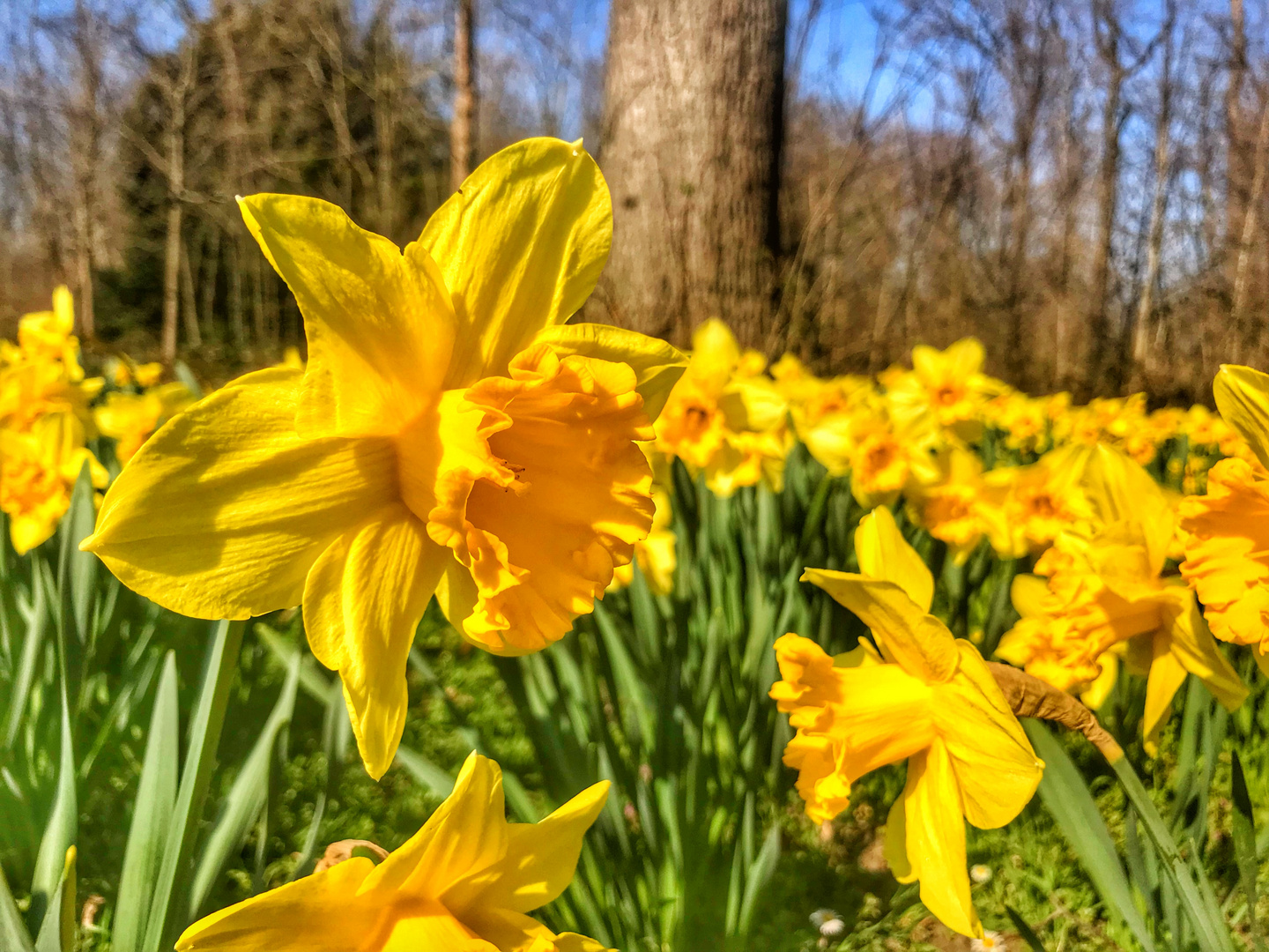 Osterglocken im Volksgarten Mengede