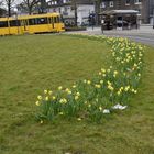 Osterglocken im Wendekreis Essen Bredeney