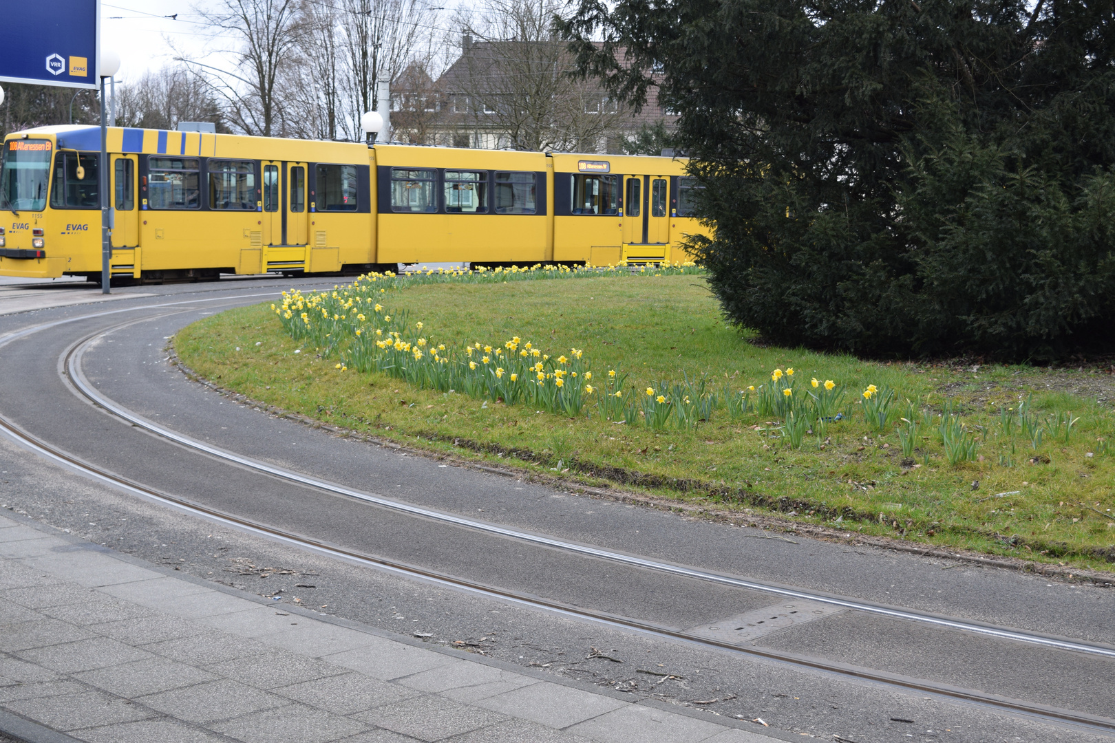 Osterglocken im Wendekreis Essen Bredeney II