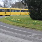 Osterglocken im Wendekreis Essen Bredeney II