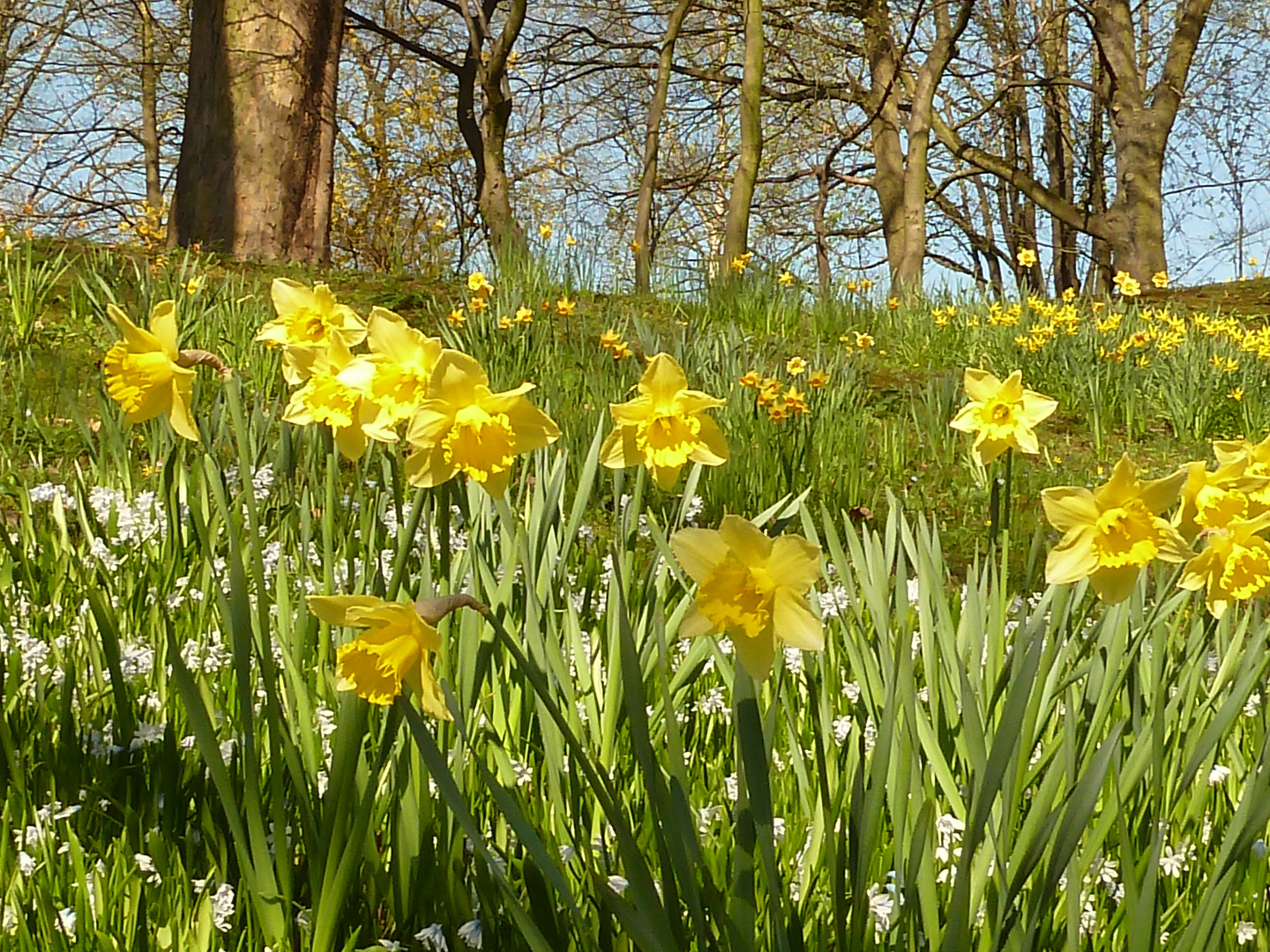 Osterglocken im Westfalenpark