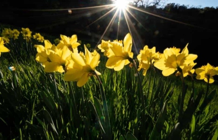 Osterglocken in der aufgehenden Sonne