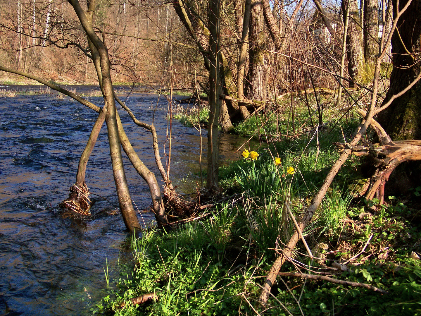 Osterglocken in der Wildnis