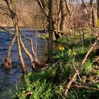 Osterglocken in der Wildnis