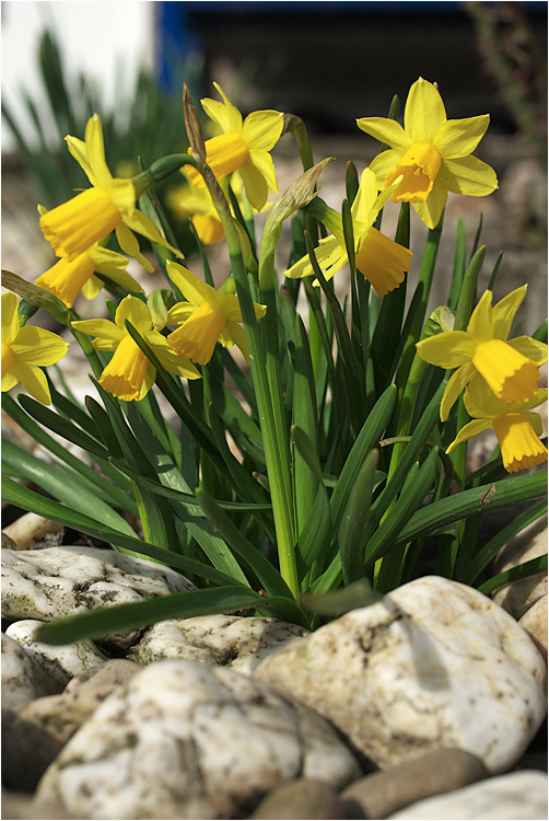 Osterglocken in Nachbars Garten