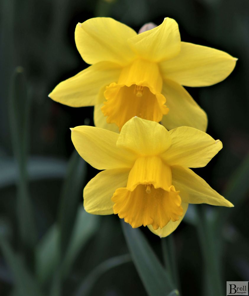 Osterglocken in voller Blüte 2