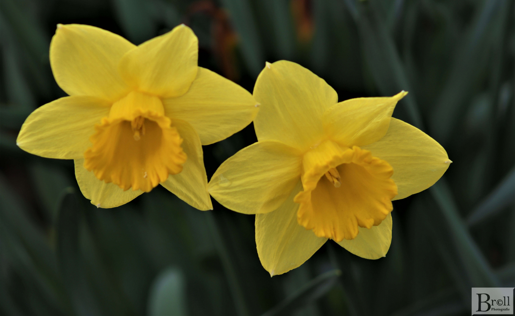 Osterglocken in voller Blüte