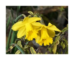 Osterglocken läuten den Frühling ein