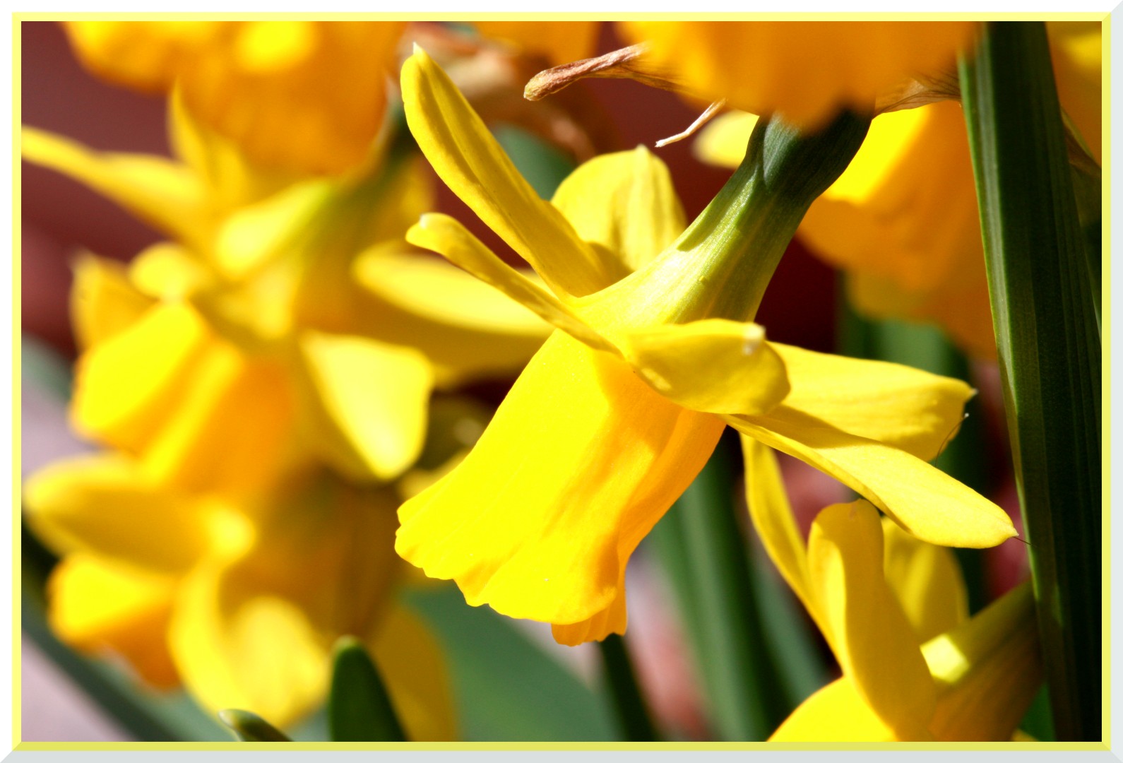 Osterglocken leuchten in der Frühlingssonne