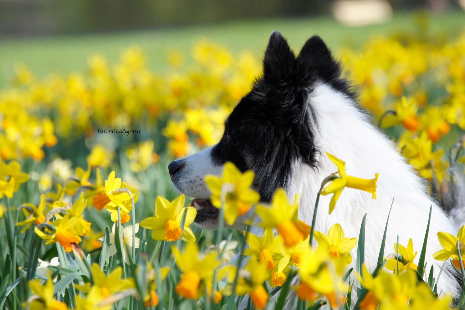 Osterglocken leuten den Frühling ein