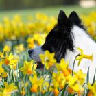 Osterglocken leuten den Frühling ein