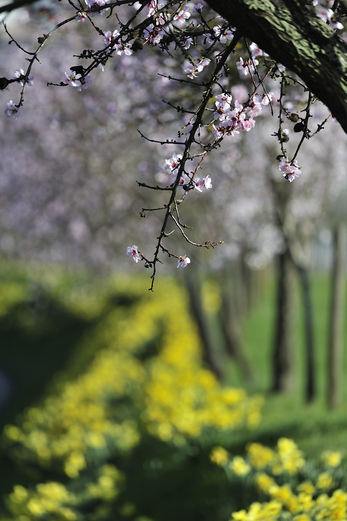 Osterglocken-Mandelblüten-Frühling