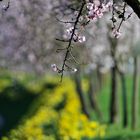 Osterglocken-Mandelblüten-Frühling