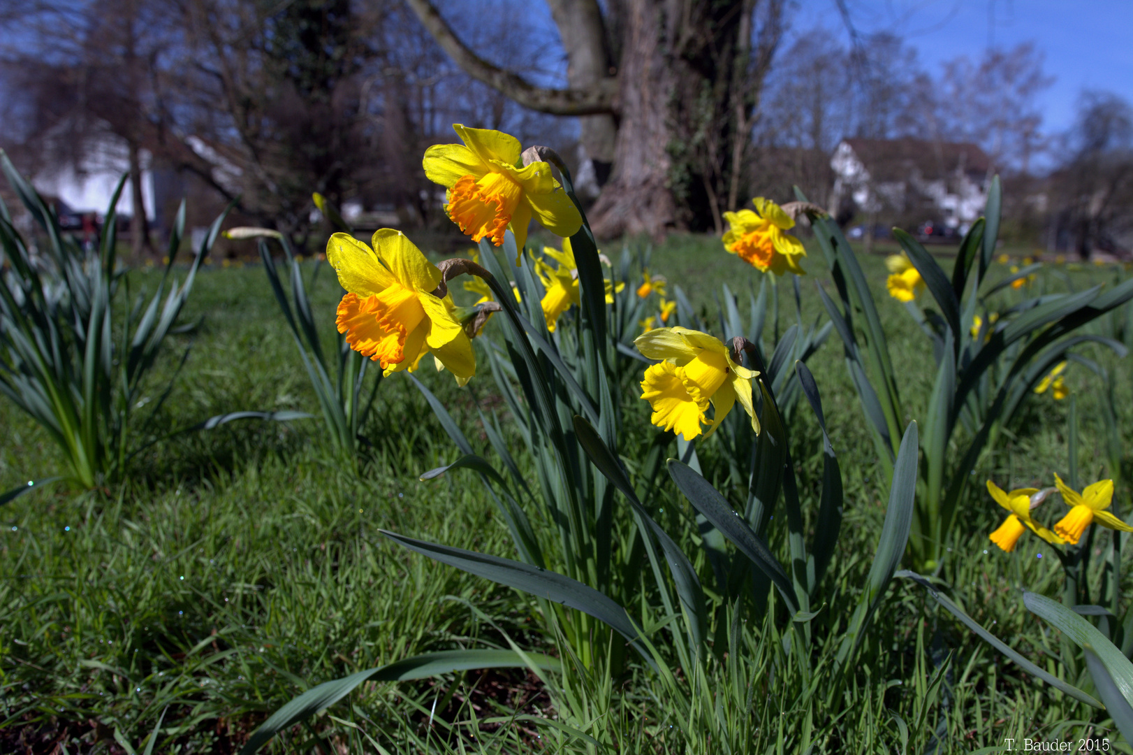 Osterglocken (Narzissen) "läuten" den Frühling ein .............