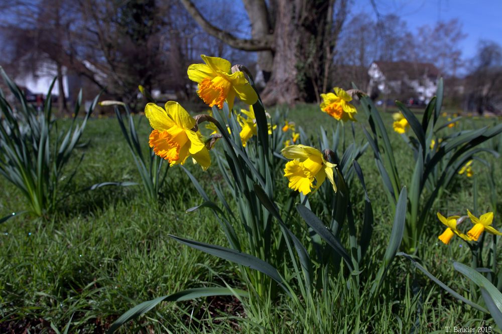 Osterglocken (Narzissen) "läuten" den Frühling ein.......... Foto