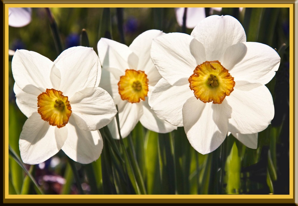 Osterglocken Narzissen (Narcissus)