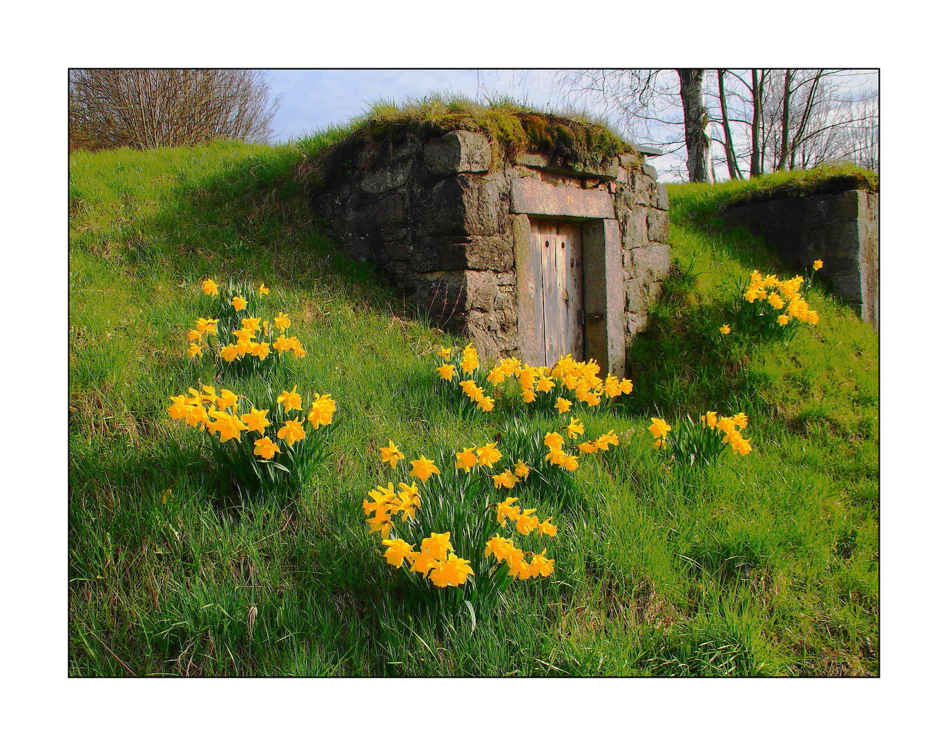 Osterglocken und Felsenkeller