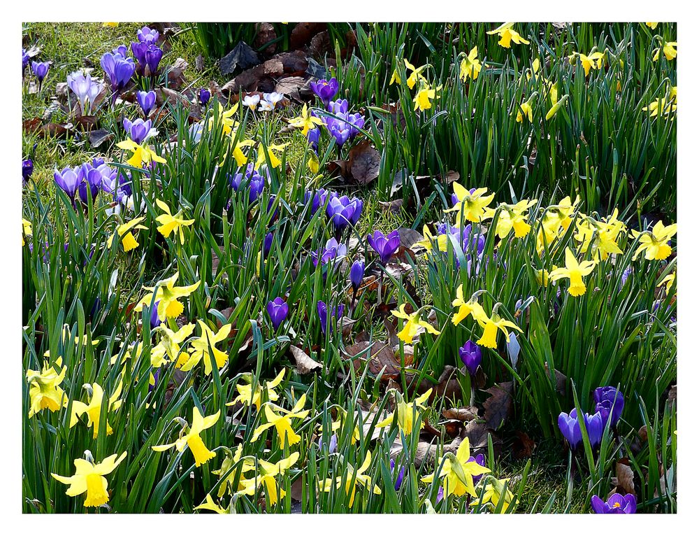 Osterglocken und Krokusse Foto & Bild natur, pflanzen, frühblüher