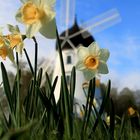 Osterglocken vor Windmühle