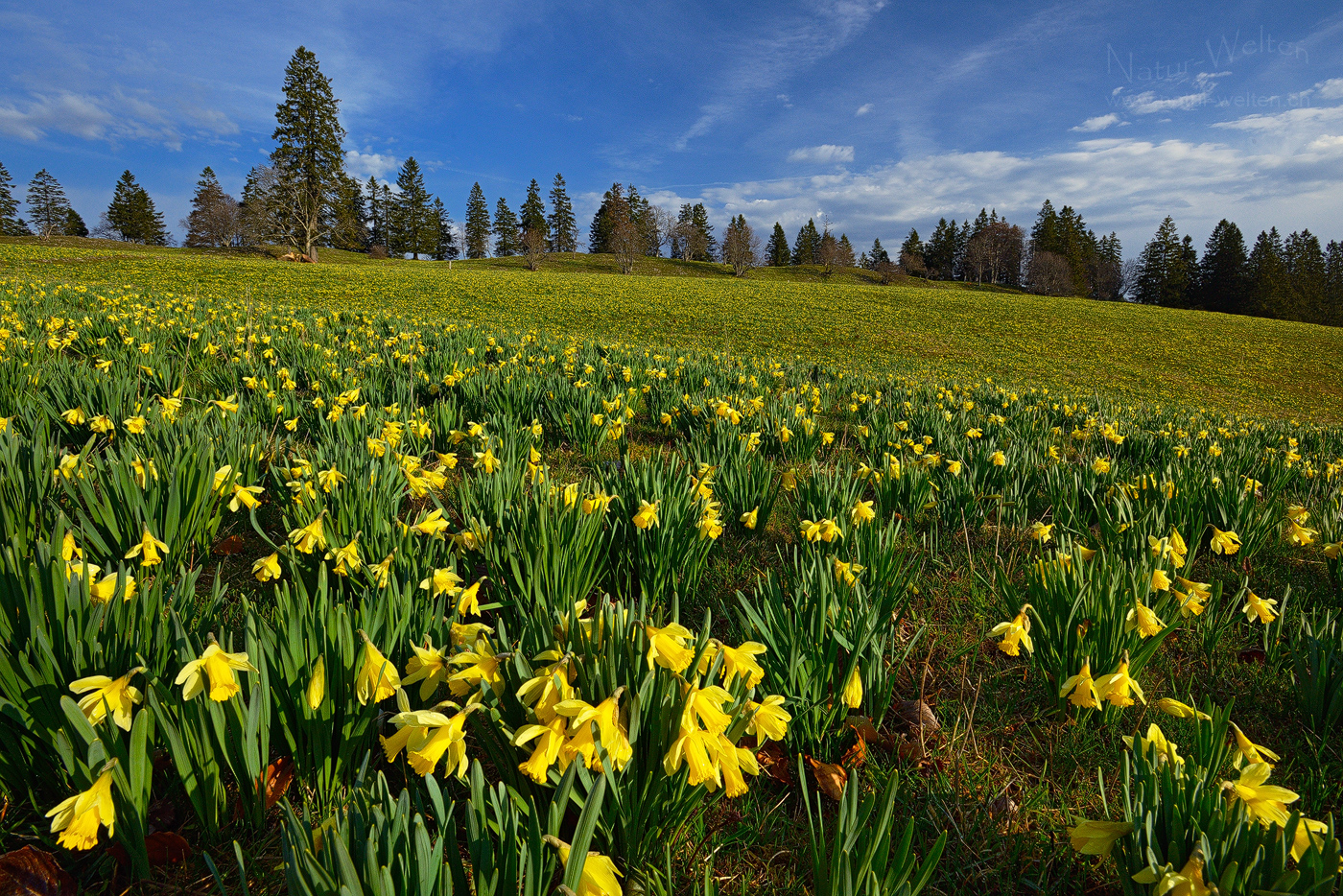 Osterglockenmeer