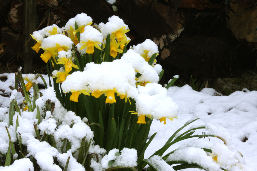 Osterglockern im Schnee