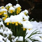 Osterglockern im Schnee