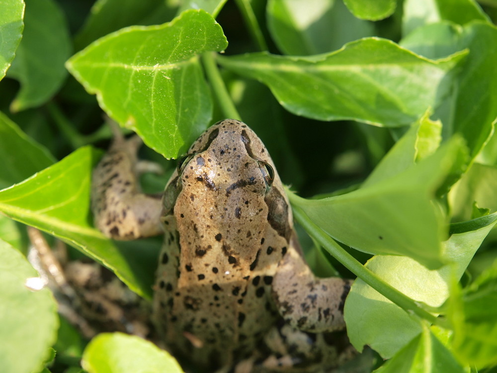 Ostergrasfrosch