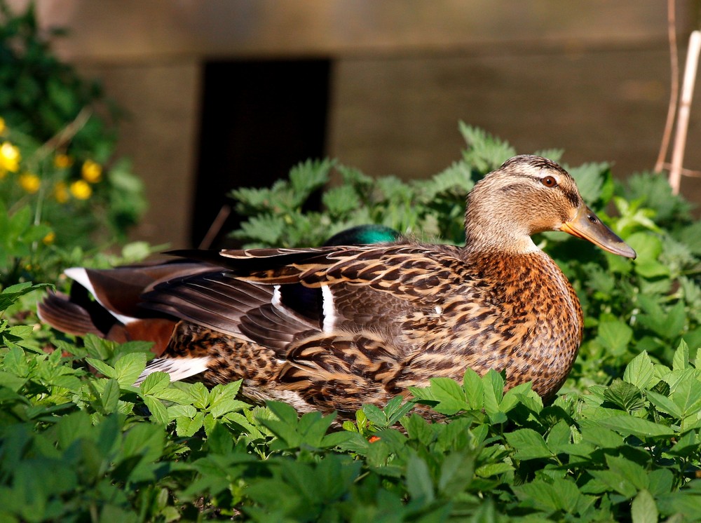 Ostergrüße aus dem Nest